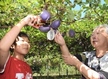 Loại quả từng mọc hoang, 