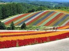 Thiên đường hoa đẹp mê li ở Nhật miễn phí vào cửa cho du khách
