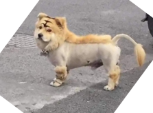 Chó cưng biến hình thành sư tử