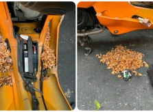 Chuột trộm tôm khô mang vào xe máy