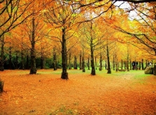 Đài Loan mùa thu, đi đâu thưởng ngoạn mùa lá đỏ?