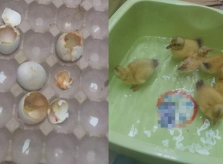 Trứng lộn nở ra một đàn vịt nhờ nắng nóng ở Sài Gòn	  24