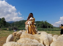 Đồng cừu như trời Tây thu nhỏ ở Khánh Hòa
