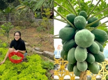 Vườn rau trái nhà hoa hậu Đỗ Thị Hà