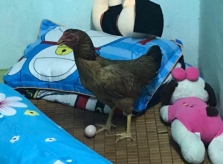 Cô gái 'dở khóc dở cười' vì gà đẻ trứng trên giường