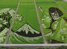 Tranh khổng lồ trên cánh đồng Nhật Bản kỷ niệm Olympic