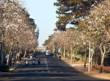 Hai con đường ngắm hoa ban trắng ở Đà Lạt dịp Tết Dương lịch