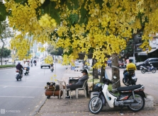 Hoa vàng nở trong thành phố