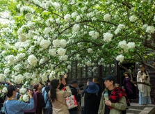 Hoa mộc tú cầu 600 tuổi trắng như bông ở Nam Kinh