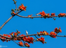 Huế mùa hoa gạo