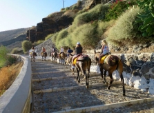 Hy Lạp cấm du khách 'thừa cân' cưỡi lừa đi dạo ở đảo Santorini