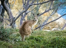 7 điều không nên làm khi đến Australia