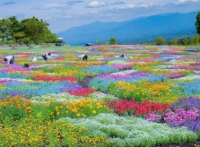 Công viên 'dệt thảm hoa' 3 triệu bông ở Nhật