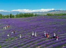 Lễ hội hoa oải hương quốc tế ở Tân Cương