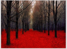 Mê mẩn ngắm những mùa cây thay lá 