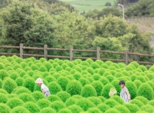 Mùa cỏ Kokia như bông gòn xanh ở Nhật