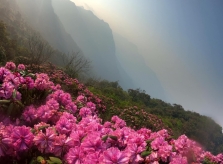 Hai ngày leo núi Tả Liên ngắm hoa đỗ quyên