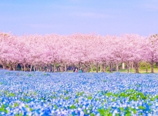 Mùa xuân đẹp như tranh khắp nước Nhật