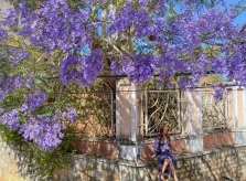 Đà Lạt vào mùa phượng tím