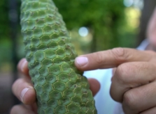 Quả quỷ - lúc xanh thì độc, lúc chín ngon như phô mai