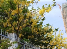 Sắc vàng mê hoặc của loài hoa xuân nở muộn trên phố Sài Gòn