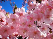 Sakura - loài hoa ca ngợi lòng tốt của người Nhật Bản