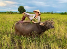 Sao Việt về quê gặt lúa, chăn trâu mùa dịch