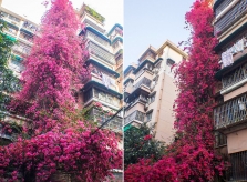 'Thác' hoa rực rỡ cao 30 mét trong chung cư cũ
