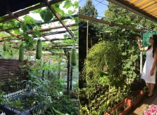 Thán phục mẹ Việt ở Đức biến 500m2 đất hoang thành vườn rau xanh mướt