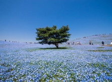 Thiên đường hoa mắt xanh nở rộ ở công viên Nhật Bản
