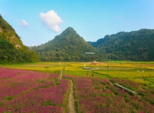 Bên trong thung lũng hoa lớn nhất Việt Nam