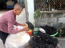 An Giang: Mùa trái rừng chín đen, trèo hái nguy hiểm, ai ăn đều mê