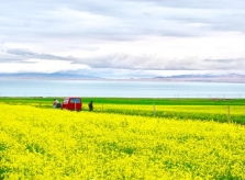 Xứ 'hoa vàng cỏ xanh' đẹp như tranh vẽ ở Trung Quốc