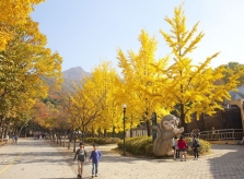Hàn Quốc rực rỡ thu vàng – vô vàn quyến rũ
