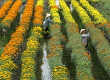Check-in vườn hoa đẹp ngất ngây gần Sài Gòn ngày giáp Tết