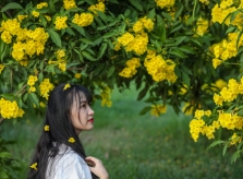 Người Sài Gòn đổ xô tới vườn hoa hoàng yến 1.000 m2