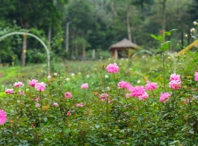 Vườn hồng lớn nhất Việt Nam ở ngoại thành Hà Nội